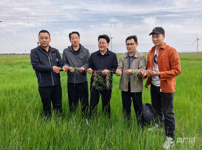 测量羊草的根茎长度（央广网发  王帅  摄）