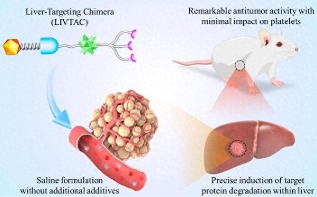 LIVTAC抑制肝细胞癌示意图。中国科学院昆明动物研究所 供图
