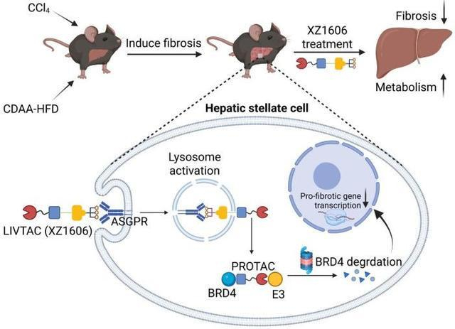 LIVTAC抑制肝纤维化的作用机制示意图。中国科学院昆明动物研究所 供图