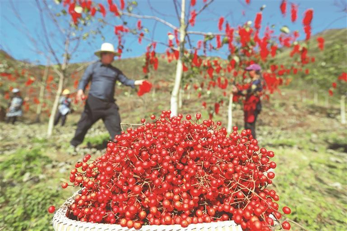 黔南州贵定县宝山街道山桐子种植基地山桐子丰收。 肖伟 摄