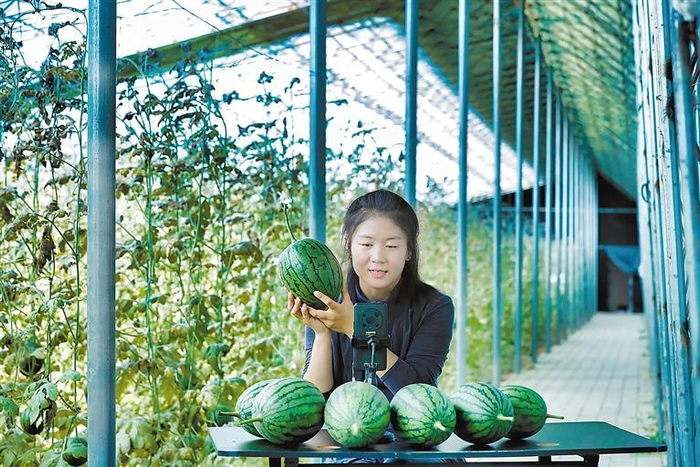     固安县立志家庭农场果蔬基地吊瓜棚内，工作人员通过网络视频直播向广大网友推介新鲜果蔬。