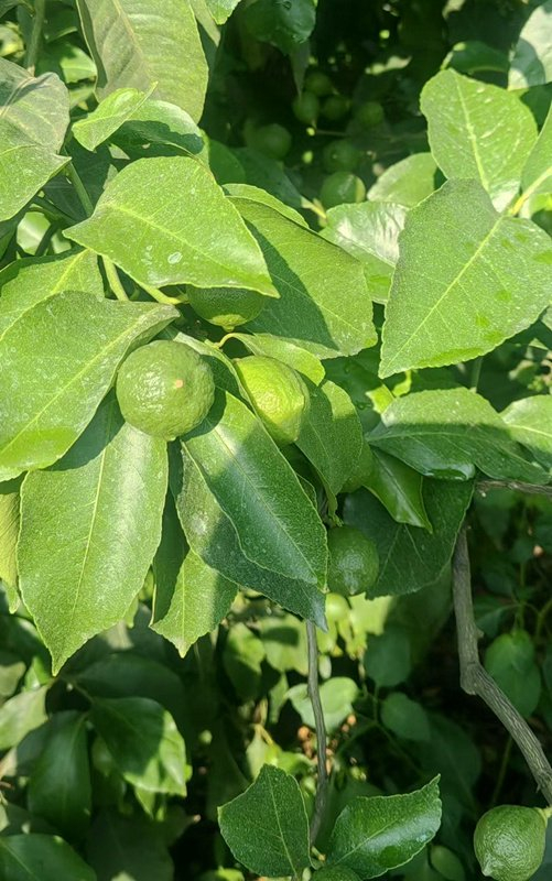 安岳县通贤镇明义家庭农场的柠檬园挂果。受访者供图