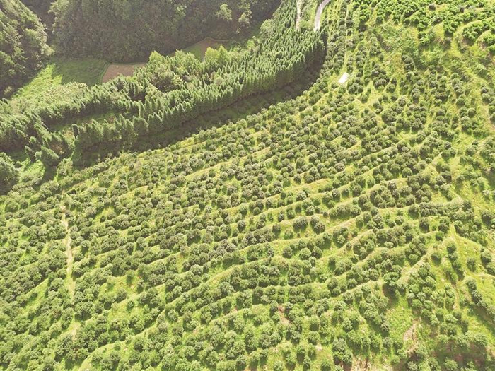 黔东南州黎平县中潮镇油茶种植基地。  （黎平县林业局供图）
