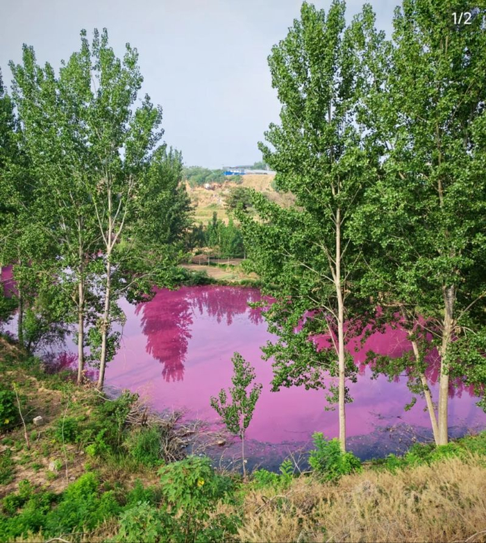 洛阳市偃师区缑氏镇马屯村一处水体变为粉红色。  图源：网络
