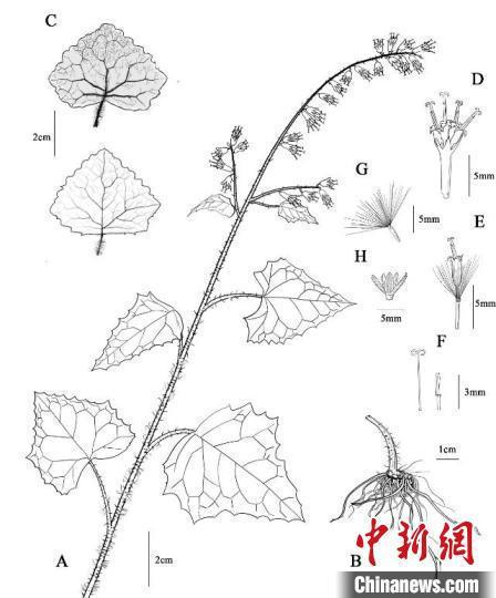 兰坪蟹甲草的墨线稿与形态特点。大理大学 供图