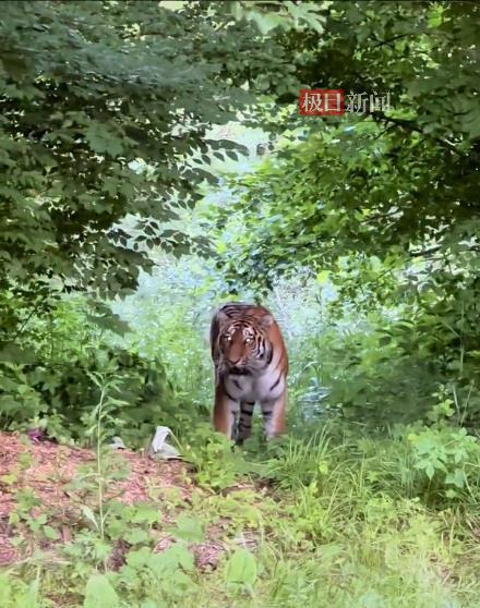 　G331国道边的野生东北虎（视频截图）