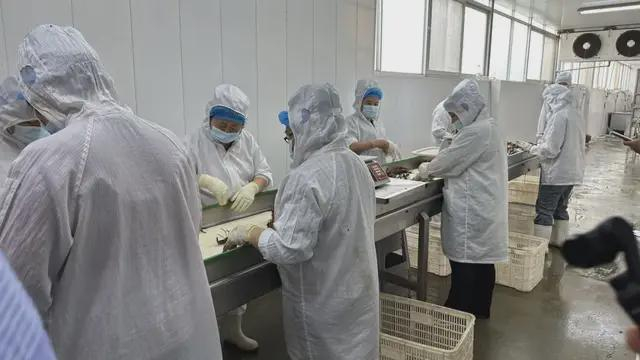 ▲满家乐小龙虾加工车间挑拣流水线
