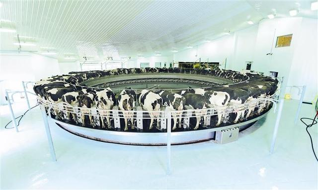 在伊利敕勒川生态智慧牧场，奶牛排队登上转盘式挤奶机，新鲜的牛奶从自动吸奶设备进入密闭管道。 （资料图片）