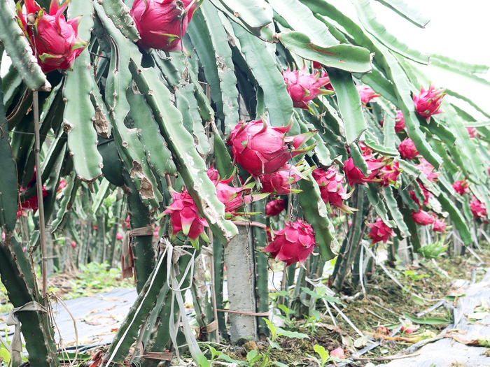 红艳饱满的火龙果让人垂涎欲滴。韦玉露 摄