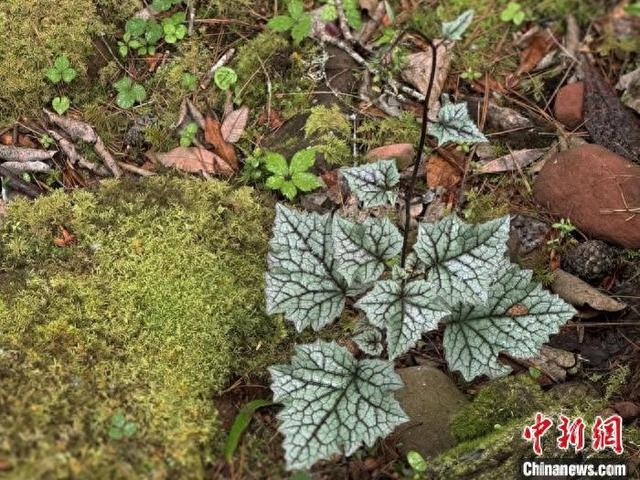 兰坪蟹甲草的植株与生境。大理大学 供图