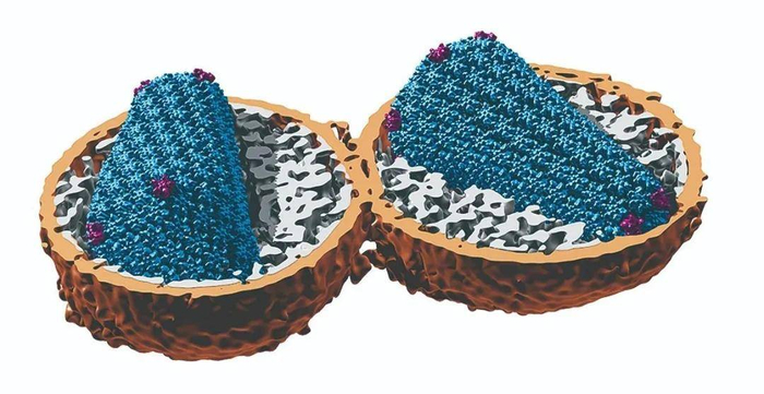 来那卡帕韦通过破坏衣壳蛋白（蓝色和紫色）预防HIV感染。图片来源：JOHN BRIGGS