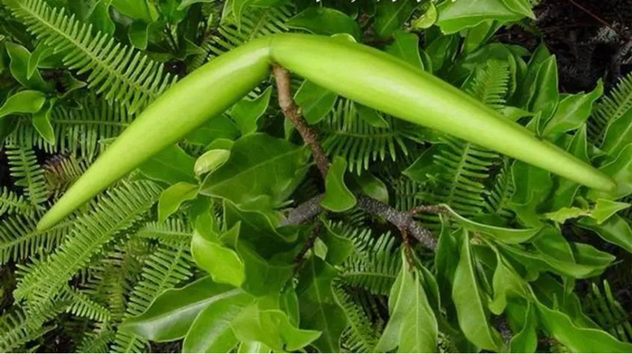 △果实外形酷似羊角的羊角拗