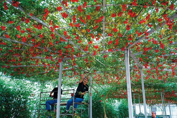 工作人员在位于山东省寿光市的寿光蔬菜高科技示范园养护“西红柿树”（2025 年 5 月 23 日摄）   徐速绘摄 / 本刊