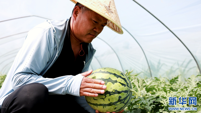   瓜农正在采摘西瓜。新华网发（徐浩 摄）