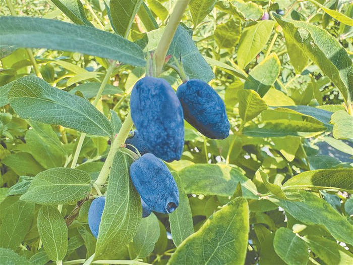     蓝靛果。张金娜摄