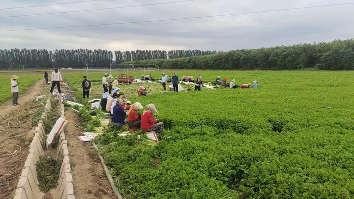 同心人在青铜峡市小坝镇拔芹菜。