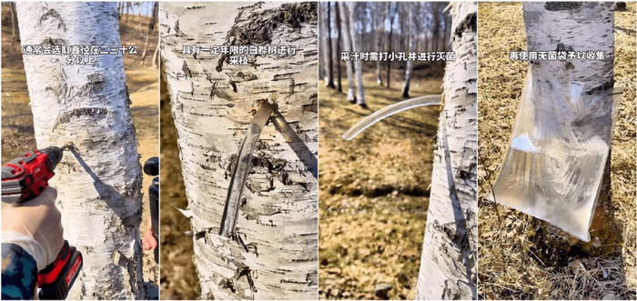 （桦树汁取液过程   图源：网络短视频截图）