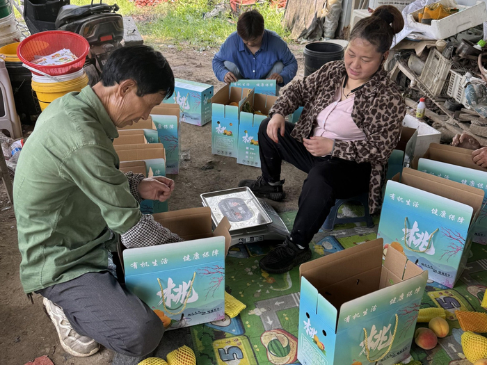 潘少飞正在分拣装箱鲜桃