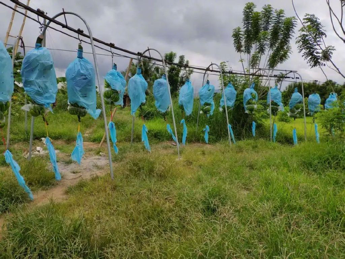 使用索道运输香蕉|图源：受访者提供