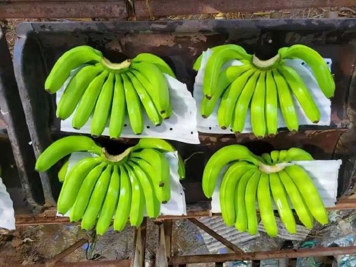 高品质香蕉把型|图源：受访者提供