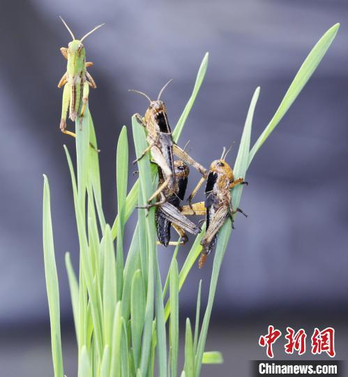 危害农作物的群聚蝗虫。康乐 摄