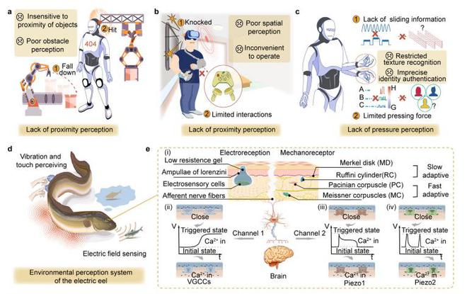 （来源：Advanced Functional Materials）