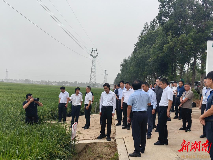 全省水稻大面积单产提升现场会。本文图片均为胡盼盼 摄