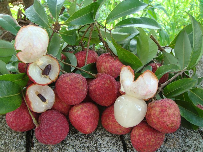 仙进奉荔枝/图源广东省农业科学院果树研究所