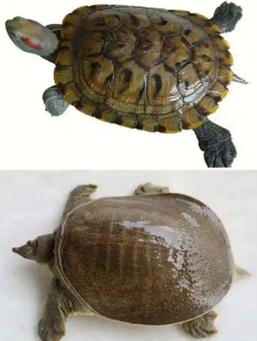 △ 上面是龟，下面是鳖