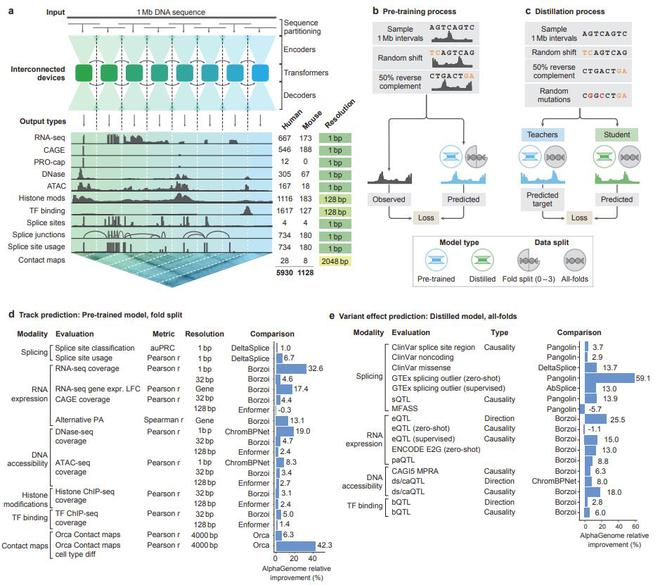 图 | AlphaGenome 的架构（来源：https://storage.googleapis.）