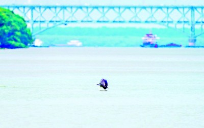     长江南京段跃出水面的江豚。武家敏摄/光明图片