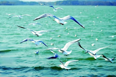     太湖畔飞翔的红嘴鸥。无锡市委宣传部供图