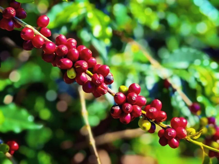 红彤彤的咖啡。保山市委宣传部 供图