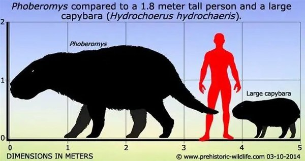 △ 巨鼠-史上最大的老鼠也是来自佩巴斯湖