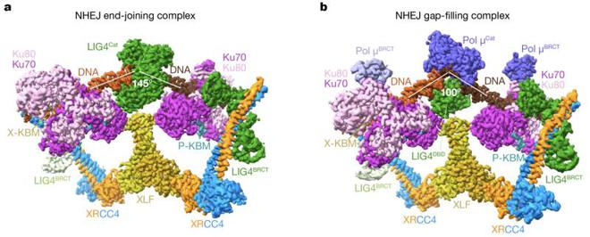 （来源：Nature）
