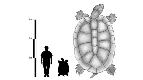△ 骇龟-史上最大的龟来自佩巴斯湖