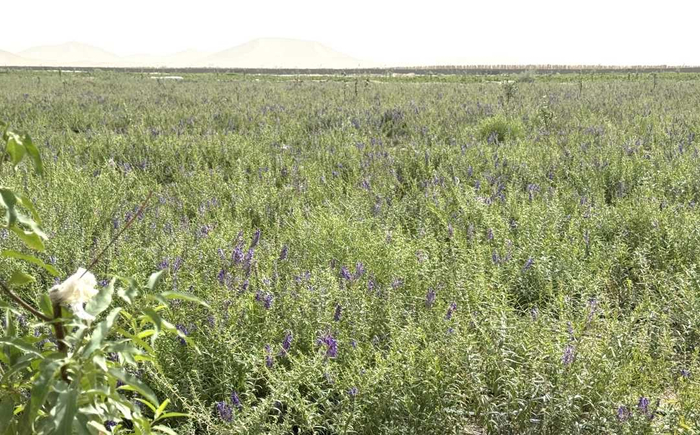 防沙治沙示范区草木葱茏。杨泽宇摄