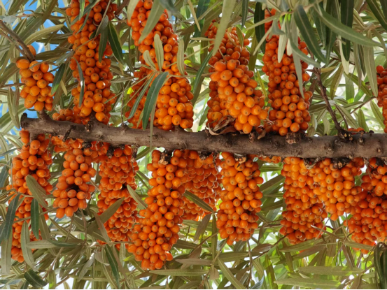 （受访者供图）