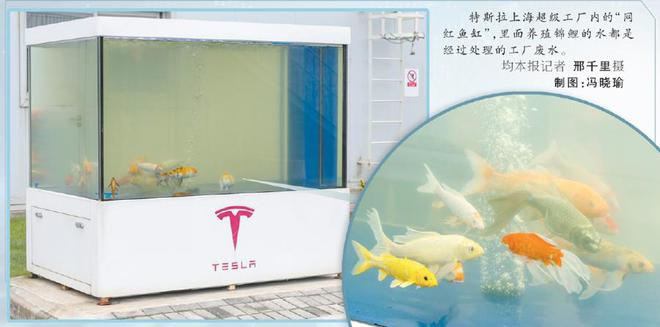 工业废水养鱼。邢千里摄