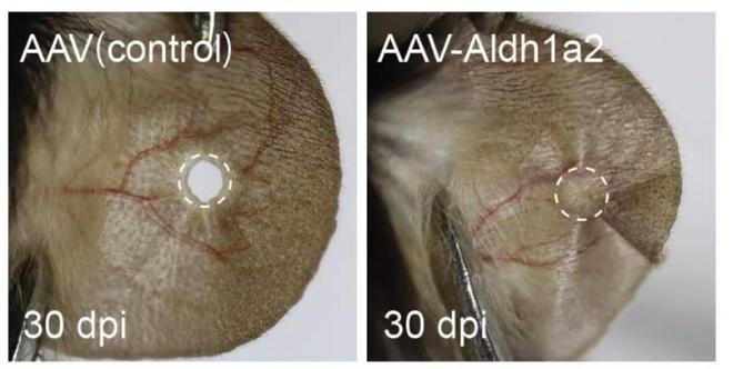 ▲图为激活 Aldh1a2 基因表达可使小鼠耳廓获得再生能力，右图为已修复的耳廓。