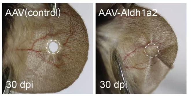  图为激活Aldh1a2基因表达可使小鼠耳廓获得再生能力，右图为已修复的耳廓。（研究团队供图）