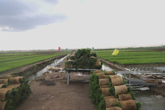 在范县产投公司打造的稻米育苗基地内，育好的秧苗将被订单化合作种植的大农户运走播种。王坤鹏摄