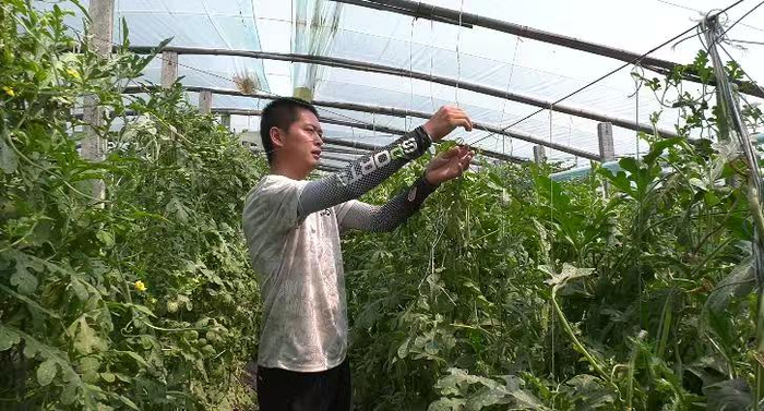 图为封丘县城关镇现代家庭农场负责人赵旺在他的瓜棚里查看西瓜长势。杨恒战摄