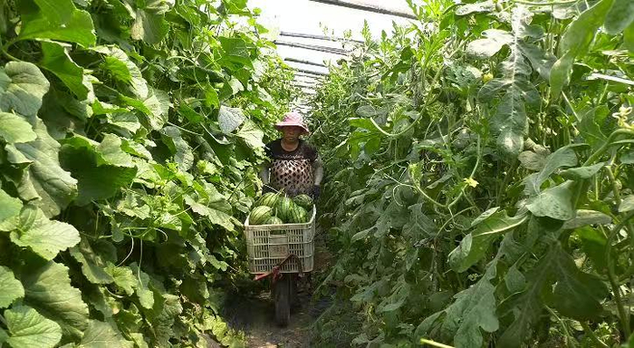 图为在封丘县城关镇现代家庭农场里瓜农正在采摘西瓜。杨恒战摄