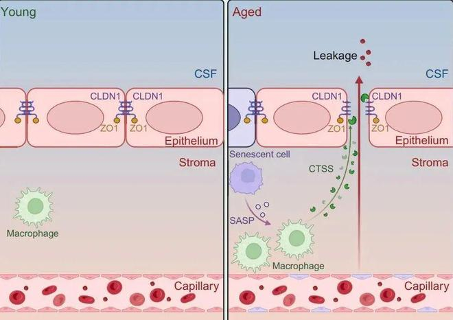 （来源：Neuron）