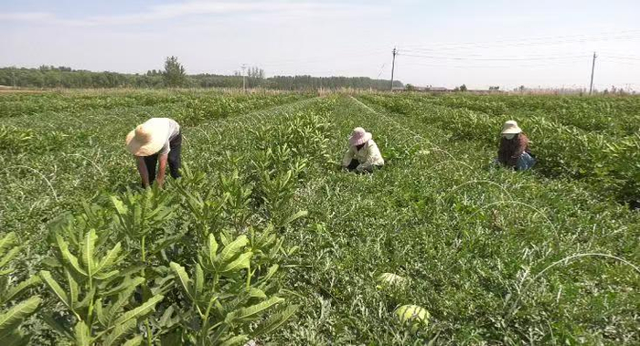 图为封丘县尹岗镇李堂村西瓜种植基地里的瓜农在忙着采摘西瓜。杨恒战摄