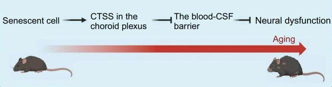 （来源：Neuron）