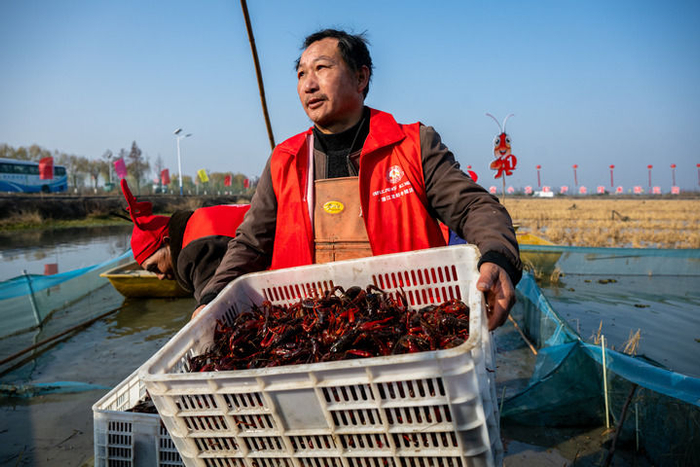 2024年12月28日，虾农在湖北潜江后湖虾稻共作立体模式试验示范基地搬运捕捞的小龙虾。新华社记者 胡竞文 摄