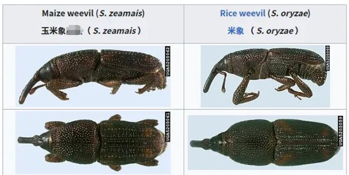 图源：维基百科