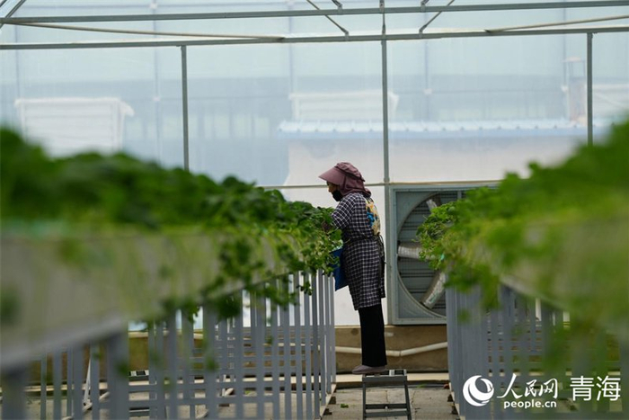 工人正在培育草莓苗。人民网记者 甘海琼摄